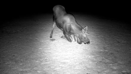 Inspiration Ridge - Homer Alaska Live Webcam - Dec 22, 2025, 10:00pm AKST