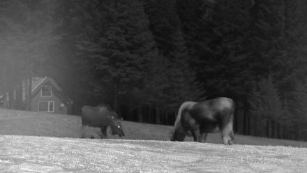 Inspiration Ridge - Homer Alaska Live Webcam - Jan 2, 2026, 10:29pm AKST