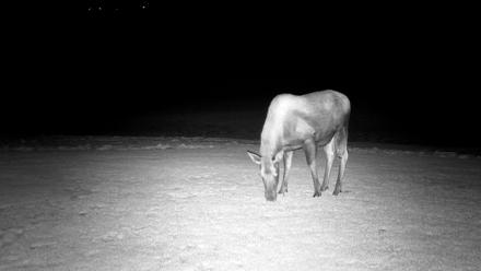 Inspiration Ridge - Homer Alaska Live Webcam - Dec 25, 2025, 8:03pm AKST