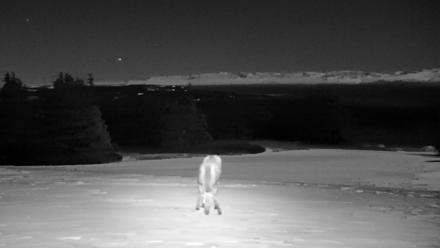 Inspiration Ridge - Homer Alaska Live Webcam - Jan 3, 2026, 12:44am AKST