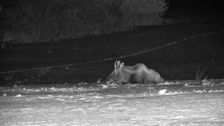 Inspiration Ridge - Homer Alaska Live Webcam - Jan 21, 2026, 11:38pm AKST