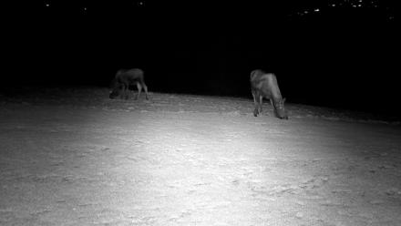 Inspiration Ridge - Homer Alaska Live Webcam - Dec 15, 2025, 8:57pm AKST