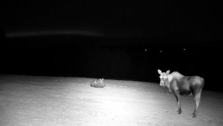 Inspiration Ridge - Homer Alaska Live Webcam - Dec 11, 2025, 10:04pm AKST