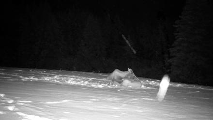 Inspiration Ridge - Homer Alaska Live Webcam - Jan 14, 2026, 12:19am AKST