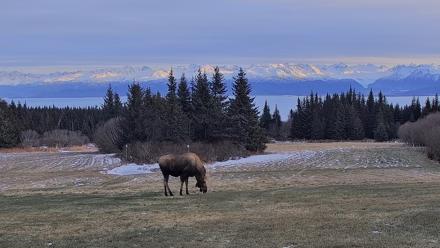 Inspiration Ridge - Homer Alaska Live Webcam - Dec 22, 2025, 2:19pm AKST