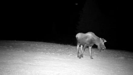 Inspiration Ridge - Homer Alaska Live Webcam - Dec 22, 2025, 10:22pm AKST