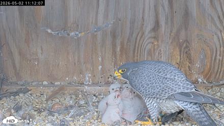 Richmond Virginia Peregrine Falcon Live Cam - May 2, 2026, 11:12am EDT