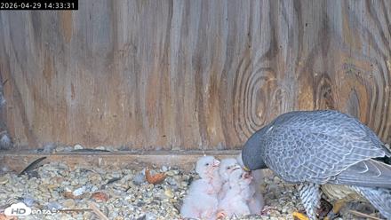 Richmond Virginia Peregrine Falcon Live Cam - Apr 29, 2026, 2:44pm EDT