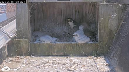 Richmond Virginia Peregrine Falcon Live Cam - May 18, 2026, 1:57pm EDT