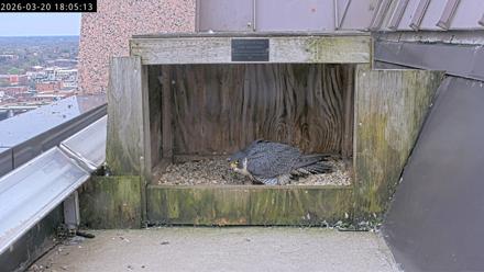 Richmond Virginia Peregrine Falcon Live Cam - Mar 20, 2026, 6:16pm EDT
