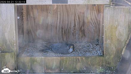 Richmond Virginia Peregrine Falcon Live Cam - Apr 21, 2026, 12:43pm EDT
