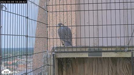 Richmond Virginia Peregrine Falcon Live Cam - Jun 9, 2026, 6:30pm EDT