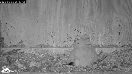 Richmond Virginia Peregrine Falcon Live Cam - May 6, 2026, 6:29am EDT