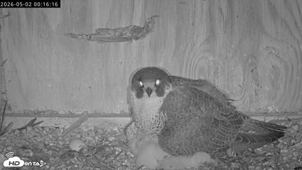 Richmond Virginia Peregrine Falcon Live Cam - May 2, 2026, 12:17am EDT