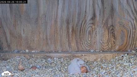 Richmond Virginia Peregrine Falcon Live Cam - Apr 26, 2026, 10:17am EDT