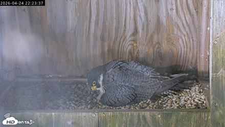 Richmond Virginia Peregrine Falcon Live Cam - Apr 24, 2026, 10:35pm EDT