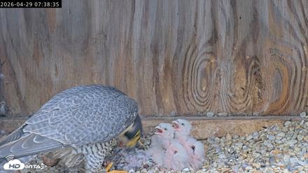 Richmond Virginia Peregrine Falcon Live Cam - Apr 29, 2026, 7:51am EDT