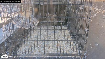 Richmond Virginia Peregrine Falcon Live Cam - Jun 9, 2026, 6:10am EDT