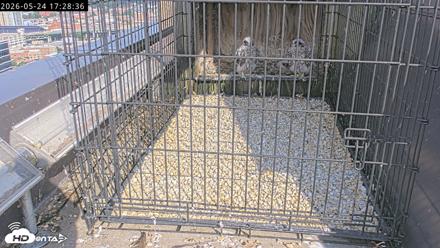 Richmond Virginia Peregrine Falcon Live Cam - May 24, 2026, 5:30pm EDT