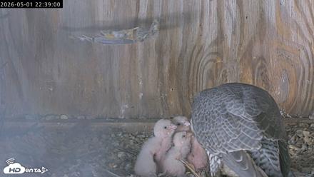 Richmond Virginia Peregrine Falcon Live Cam - May 1, 2026, 10:40pm EDT
