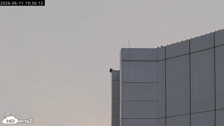 Richmond Virginia Peregrine Falcon Live Cam - Jun 11, 2026, 7:38pm EDT