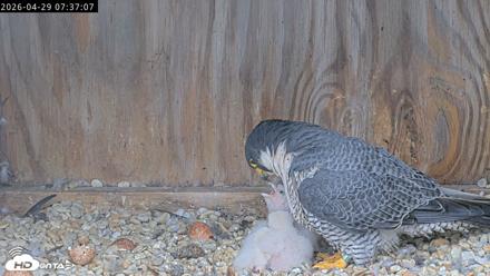 Richmond Virginia Peregrine Falcon Live Cam - Apr 29, 2026, 7:48am EDT