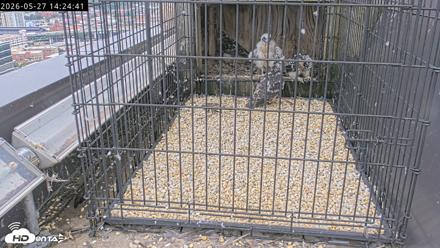 Richmond Virginia Peregrine Falcon Live Cam - May 27, 2026, 2:26pm EDT