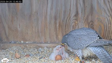 Richmond Virginia Peregrine Falcon Live Cam - Apr 26, 2026, 3:57pm EDT