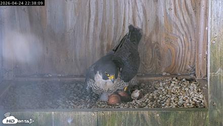 Richmond Virginia Peregrine Falcon Live Cam - Apr 24, 2026, 10:50pm EDT