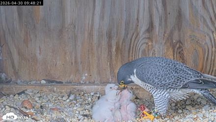 Richmond Virginia Peregrine Falcon Live Cam - Apr 30, 2026, 9:59am EDT