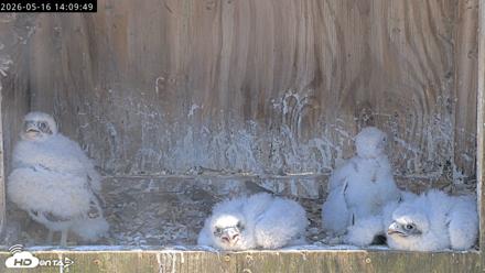 Richmond Virginia Peregrine Falcon Live Cam - May 16, 2026, 2:11pm EDT