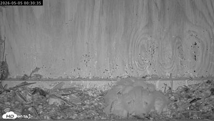 Richmond Virginia Peregrine Falcon Live Cam - May 5, 2026, 12:31am EDT