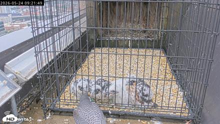Richmond Virginia Peregrine Falcon Live Cam - May 24, 2026, 9:23am EDT