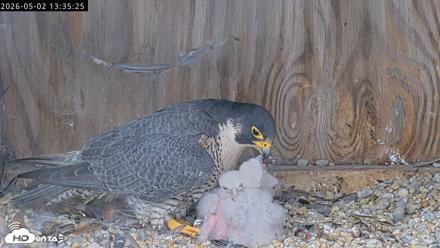 Richmond Virginia Peregrine Falcon Live Cam - May 2, 2026, 1:36pm EDT