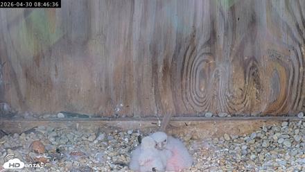 Richmond Virginia Peregrine Falcon Live Cam - Apr 30, 2026, 8:58am EDT