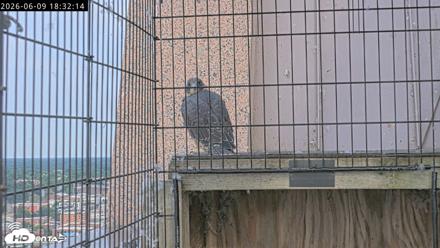 Richmond Virginia Peregrine Falcon Live Cam - Jun 9, 2026, 6:34pm EDT