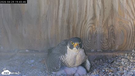 Richmond Virginia Peregrine Falcon Live Cam - Apr 29, 2026, 7:55pm EDT