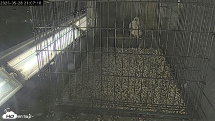 Richmond Virginia Peregrine Falcon Live Cam - May 28, 2026, 9:08pm EDT
