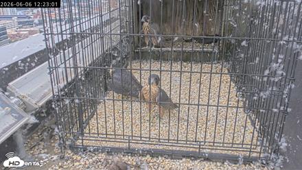 Richmond Virginia Peregrine Falcon Live Cam - Jun 6, 2026, 12:24pm EDT