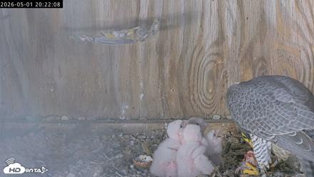 Richmond Virginia Peregrine Falcon Live Cam - May 1, 2026, 8:23pm EDT