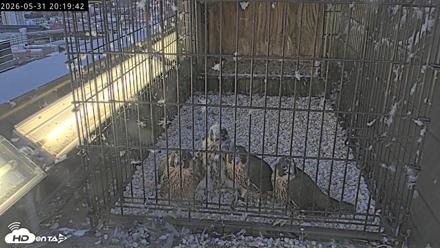 Richmond Virginia Peregrine Falcon Live Cam - May 31, 2026, 8:21pm EDT