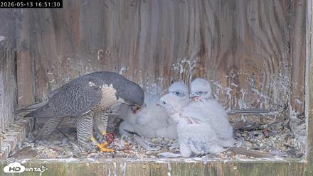 Richmond Virginia Peregrine Falcon Live Cam - May 13, 2026, 4:52pm EDT