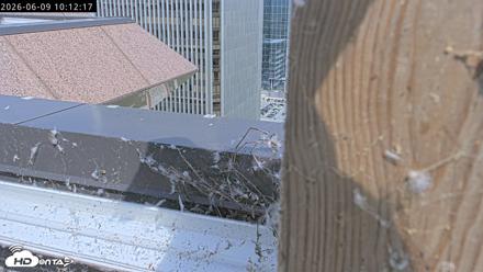Richmond Virginia Peregrine Falcon Live Cam - Jun 9, 2026, 10:15am EDT