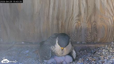 Richmond Virginia Peregrine Falcon Live Cam - Apr 29, 2026, 7:55pm EDT