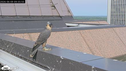 Richmond Virginia Peregrine Falcon Live Cam - Jun 9, 2026, 9:58am EDT