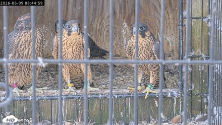 Richmond Virginia Peregrine Falcon Live Cam - Jun 9, 2026, 8:47am EDT