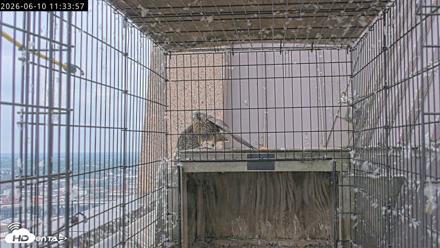 Richmond Virginia Peregrine Falcon Live Cam - Jun 10, 2026, 11:35am EDT