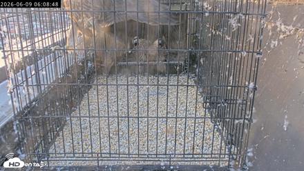 Richmond Virginia Peregrine Falcon Live Cam - Jun 9, 2026, 6:10am EDT