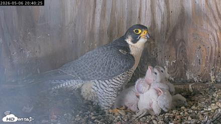 Richmond Virginia Peregrine Falcon Live Cam - May 6, 2026, 8:41pm EDT