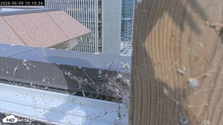 Richmond Virginia Peregrine Falcon Live Cam - Jun 9, 2026, 10:12am EDT